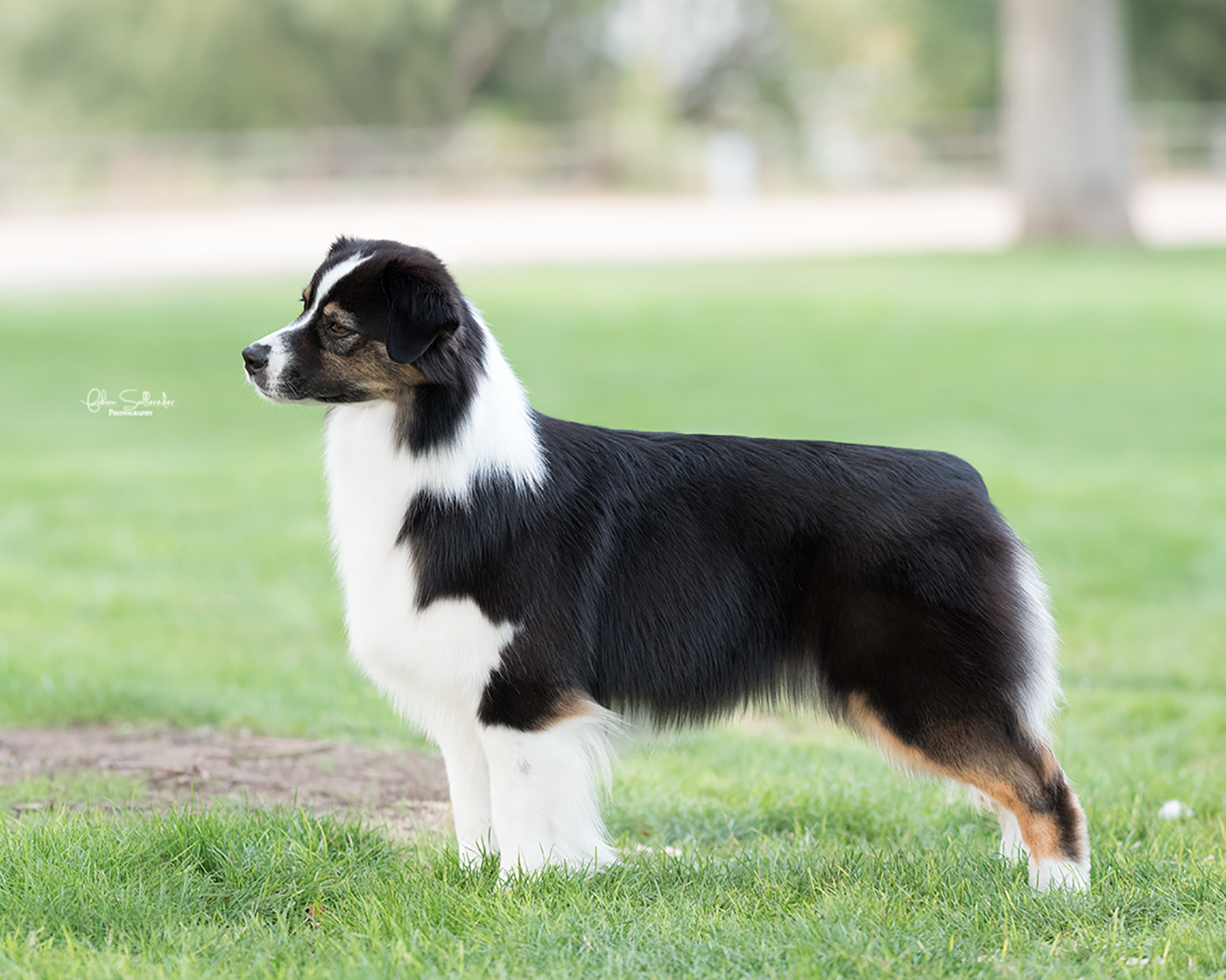 AKC/ASCA CH Stone Ridge Girl In A Country Song "Tae"